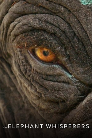 The Elephant Whisperers 2022 Hindi Dual Audio HDRip | Hindi Dubbed Movie – 480p